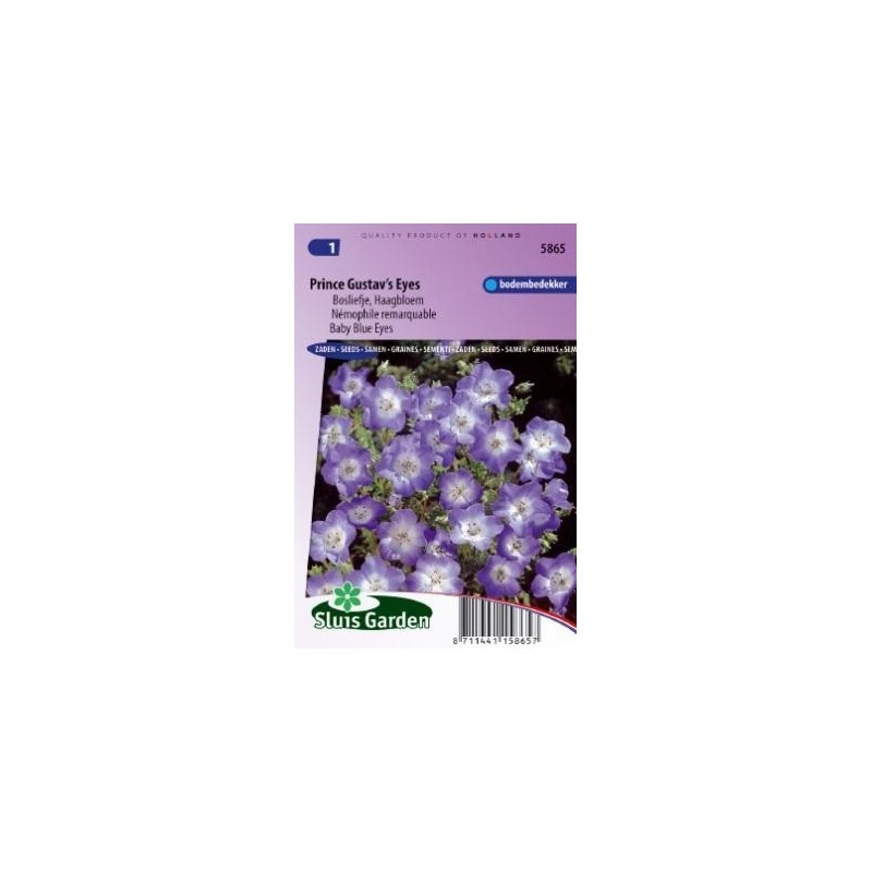 flor de los ojos azules (Nemophila menziesii)