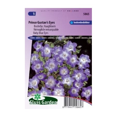 flor de los ojos azules (Nemophila menziesii)