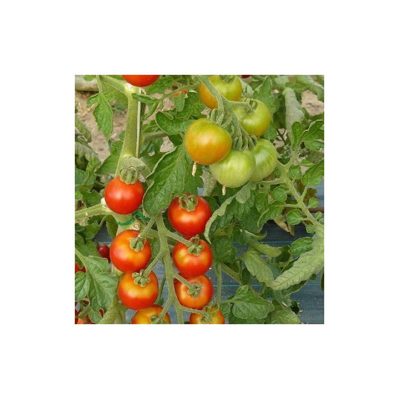 tomate miel de Mexico semillas ecologicas
