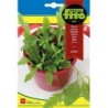 rucula cultivada - semillas fito