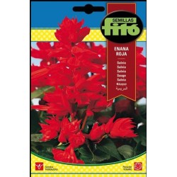 salvia enana roja