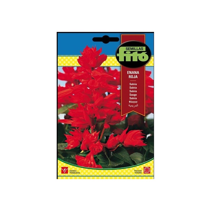 salvia enana roja