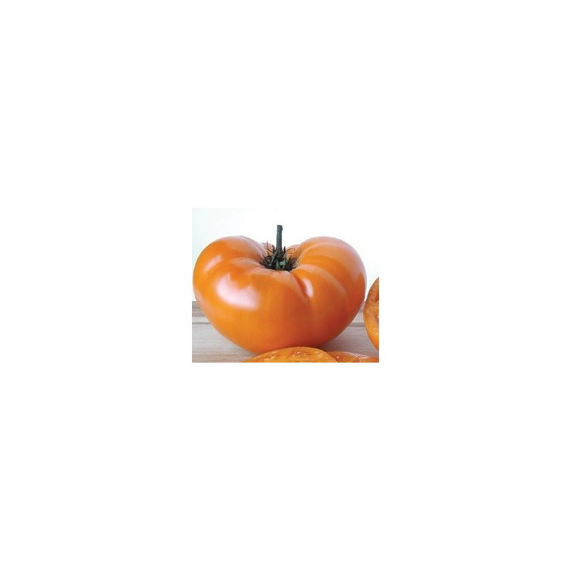 tomate yellow Brandywine - grappa gialla