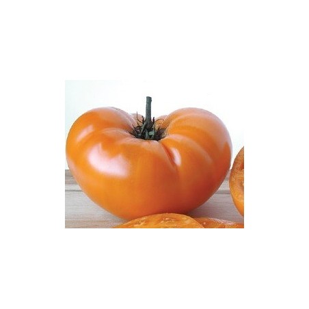 tomate yellow Brandywine - grappa gialla