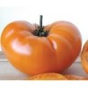 tomate yellow Brandywine - grappa gialla