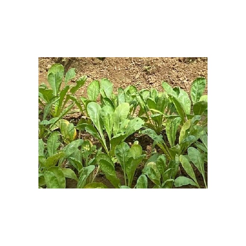 kankong - tong chuai (Ipomoea aquatica)