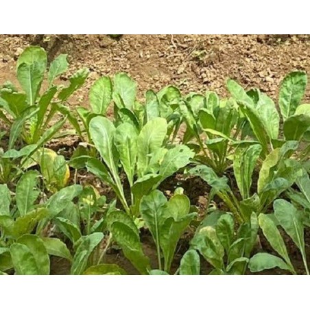 kankong - tong chuai (Ipomoea aquatica)