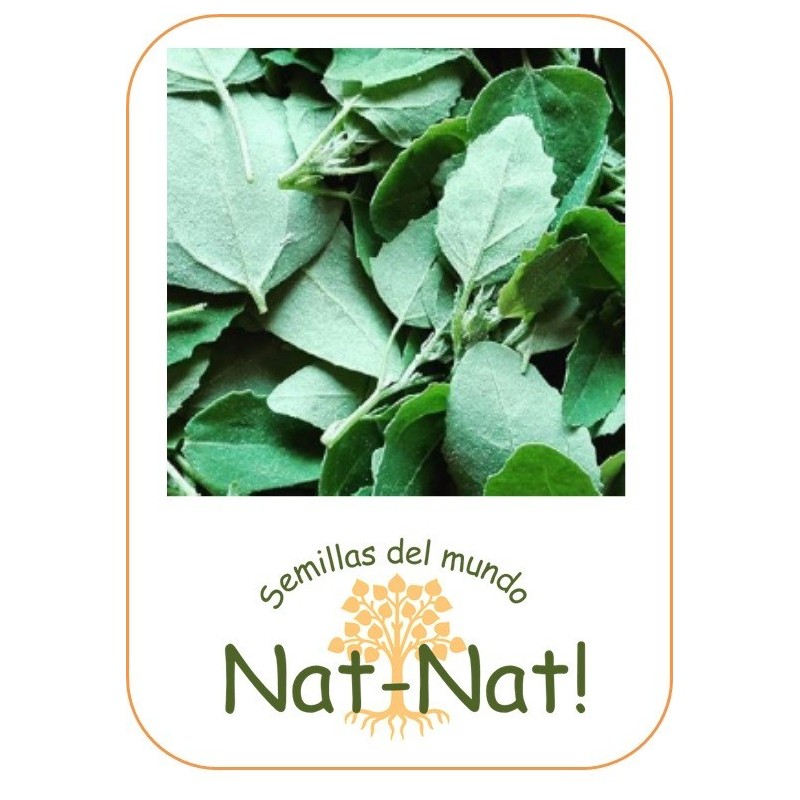 atriples hortensis - armuelle