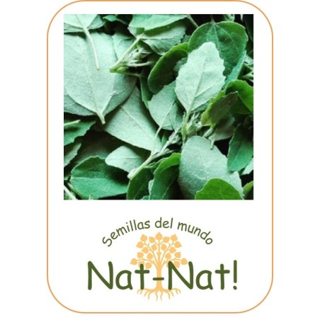 atriples hortensis - armuelle