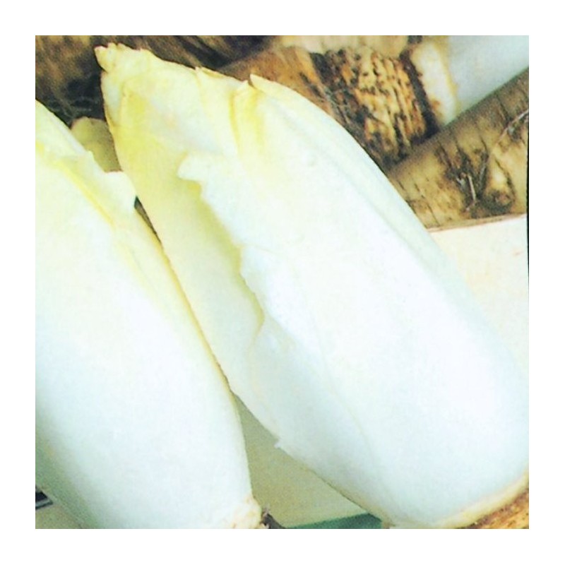 Endivia Brussels Witloof