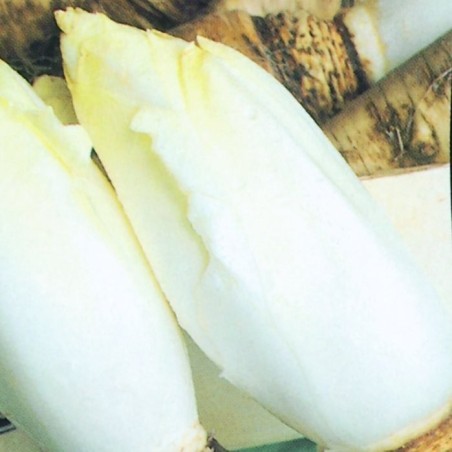 Endivia Brussels Witloof