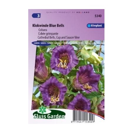 hiedra morada (Cobaea scandens)