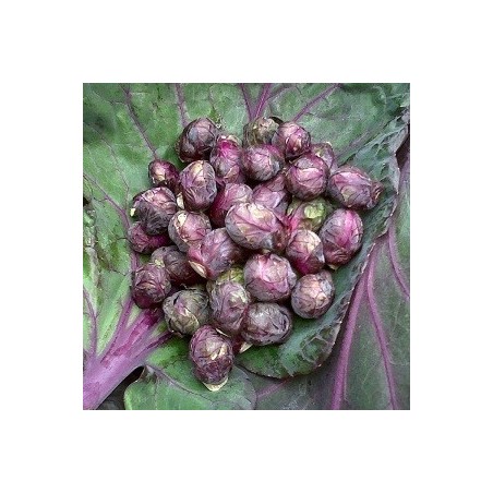 col de Bruselas morada red bull (semillas sin tratamiento)