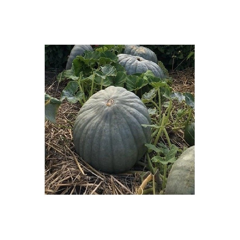 calabaza azul de Hungria  (semillas no tratadas)