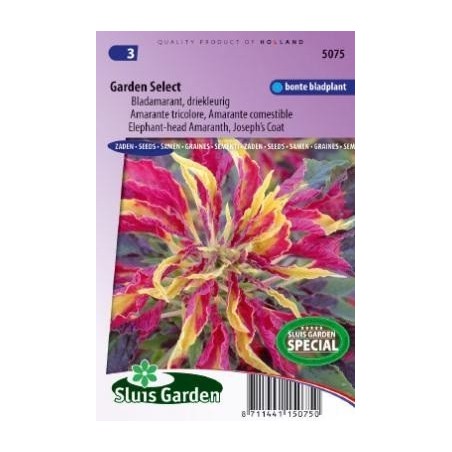 amaranto tricolor (Amaranthus gangeticus)