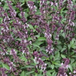 albahaca Indonesia - semillas ecolÃ³gicas