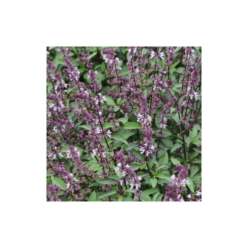 albahaca Indonesia - semillas ecolÃ³gicas