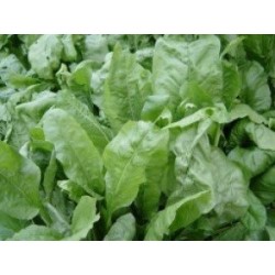 acelga perpetual (semillas sin tratamiento)