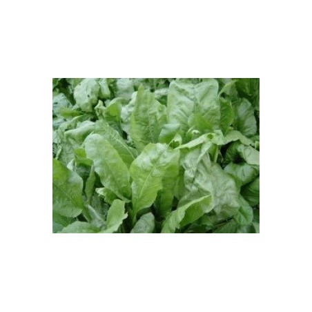 acelga perpetual (semillas sin tratamiento)