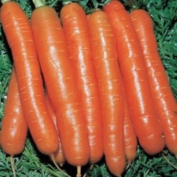 zanahoria Amsterdam (semillas no tratadas)