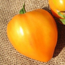 tomate corazÃ³n de buey naranja (Semillas no tratadas)