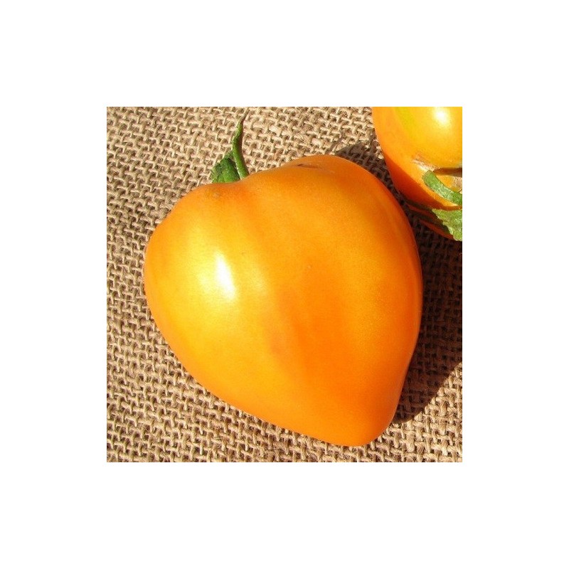 tomate corazÃ³n de buey naranja (Semillas no tratadas)