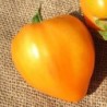 tomate corazÃ³n de buey naranja (Semillas no tratadas)