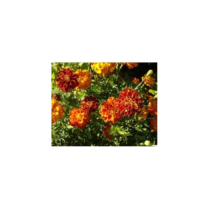 Tagetes erecta - semillas ecolÃ³gicas
