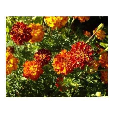 Tagetes erecta - semillas ecolÃ³gicas