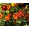Tagetes erecta - semillas ecolÃ³gicas