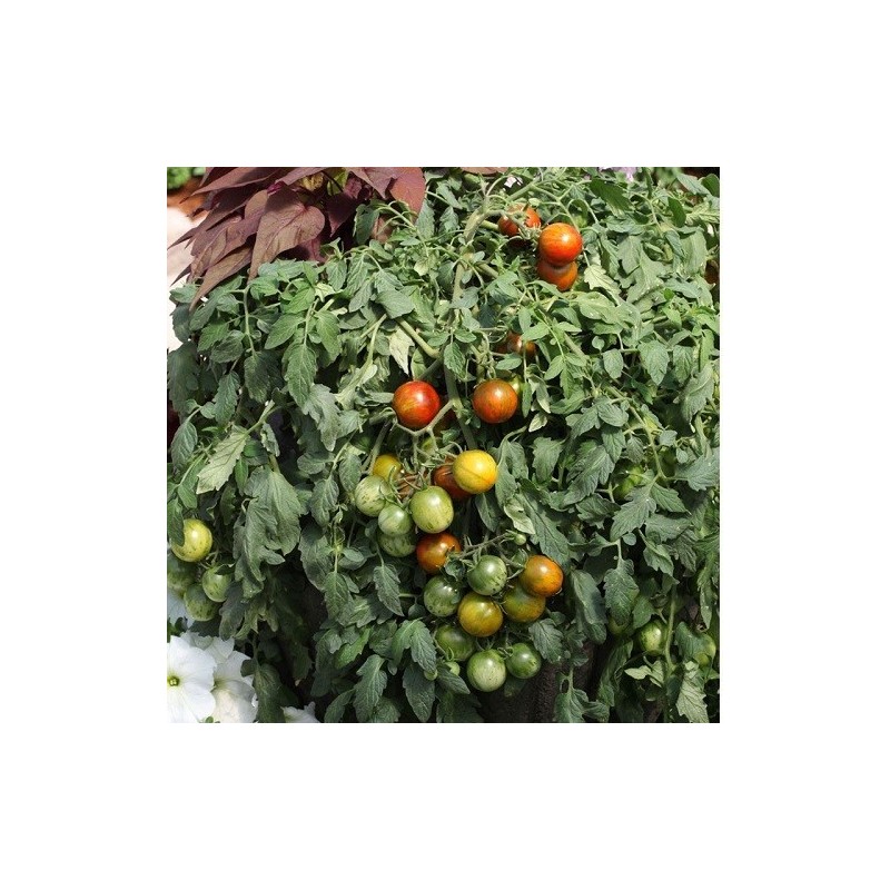 tomate tumbling jester (semillas no tratadas)