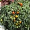 tomate tumbling jester (semillas no tratadas)