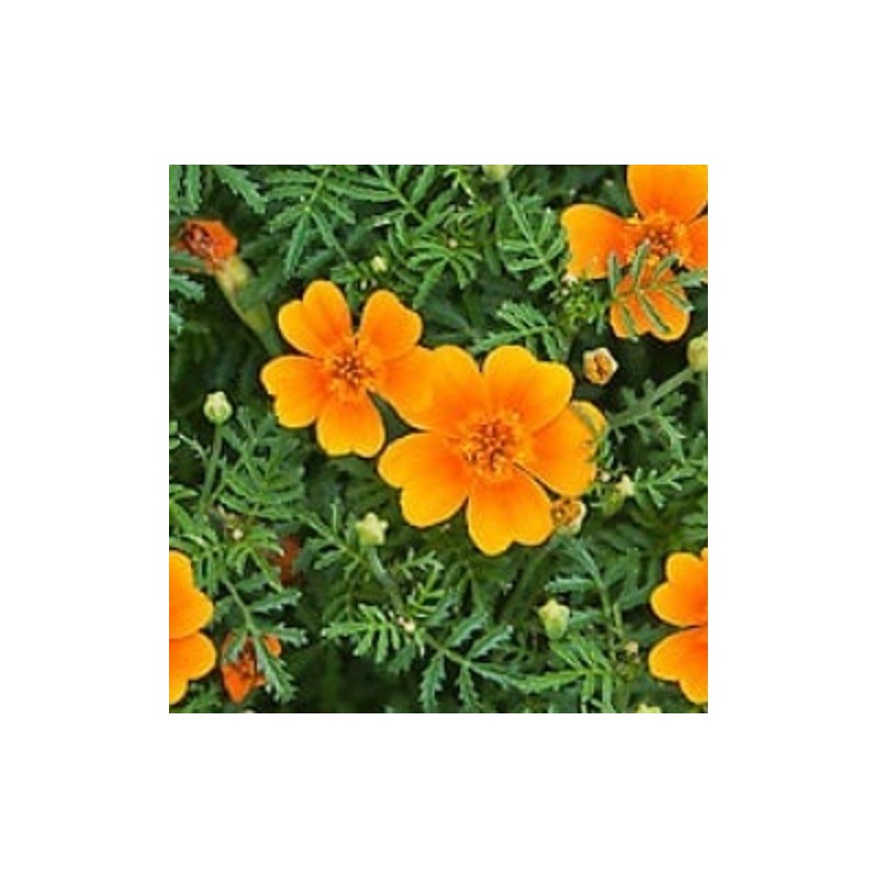 Tagete Tangerine Gem (Tagete tenuifolia) - sin tratamiento