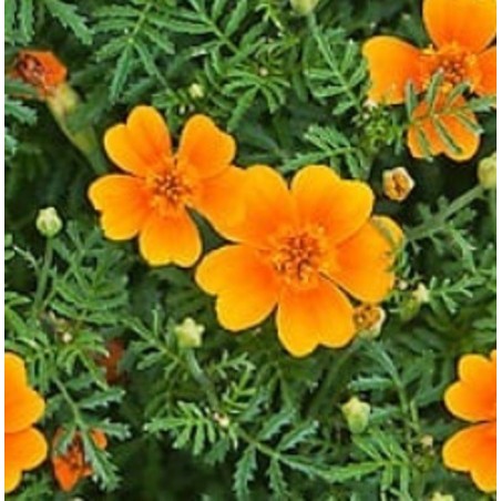 Tagete Tangerine Gem (Tagete tenuifolia) - sin tratamiento