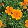 Tagete Tangerine Gem (Tagete tenuifolia) - sin tratamiento