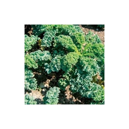 col rizada - kale ostfriesische palme (semillas no tratadas)