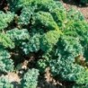col rizada - kale ostfriesische palme (semillas no tratadas)