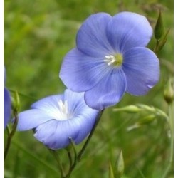 lino - semillas no tratadas