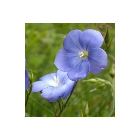 lino - semillas no tratadas