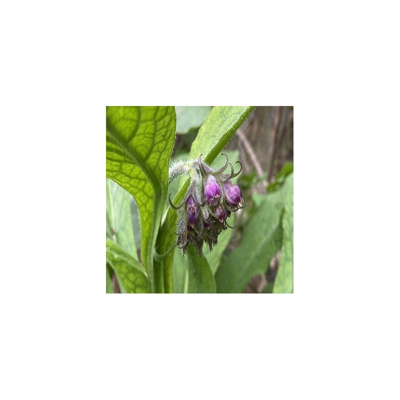 consuelda (Symphitum officinale) semillas no tratadas