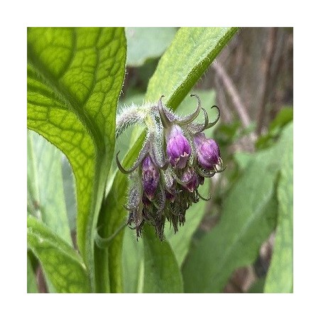 consuelda (Symphitum officinale) semillas no tratadas