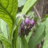 consuelda (Symphitum officinale) semillas no tratadas
