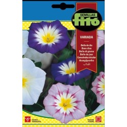 bella de dia variada - convolvulus