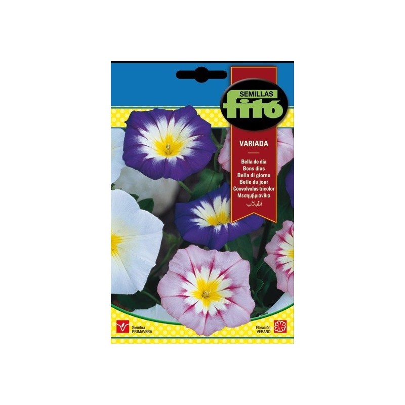 bella de dia variada - convolvulus