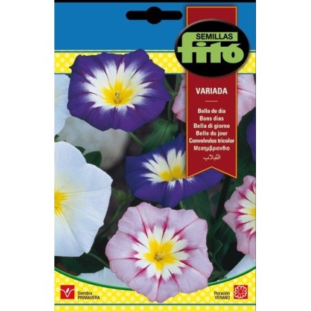 bella de dia variada - convolvulus