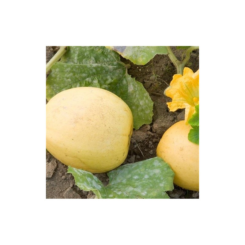 melÃ³n jaspee de vendee - semillas ecolÃ³gicas