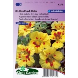 capuchina Peach Melba (Tropaeolum majus nanun)