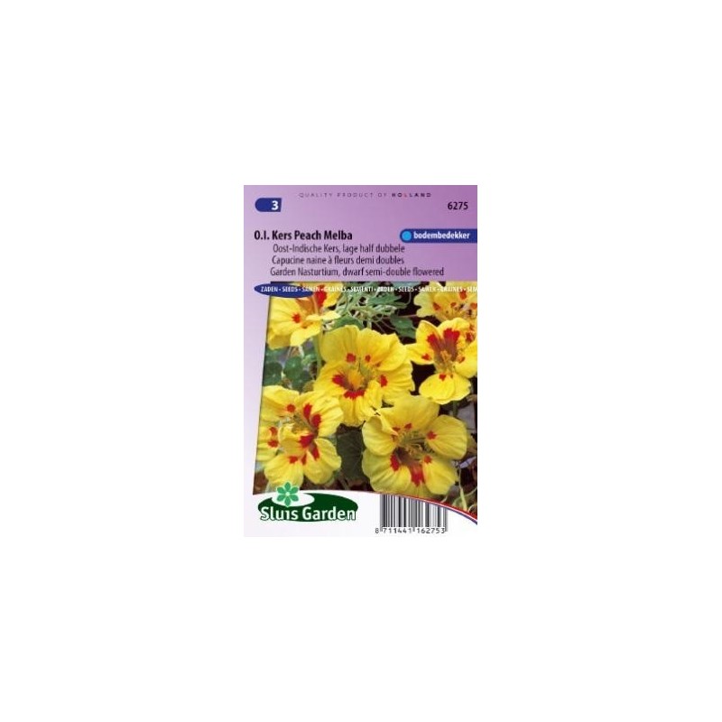 capuchina Peach Melba (Tropaeolum majus nanun)