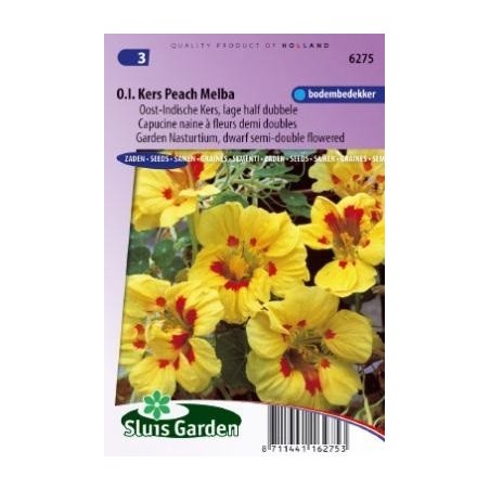 capuchina Peach Melba (Tropaeolum majus nanun)