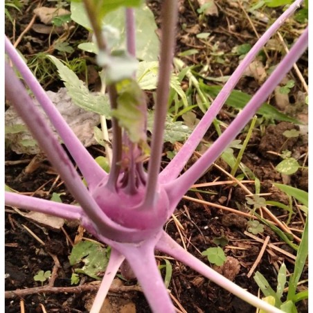 colinabo morado de Viena  wener blauwe - semillas no tratadas